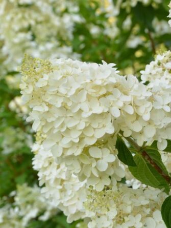japaninhortensia Polar Bear