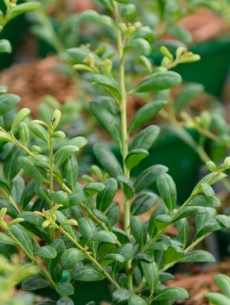 japaninorjanlaakeri 'Convexa'
