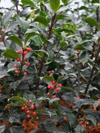 pihaorjanlaakeri Blue Maid