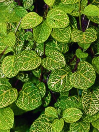 kirjokuusama aureoreticulata