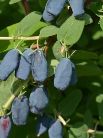 marjasinikuusama Wojtek