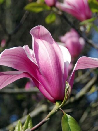 magnolia Galaxy