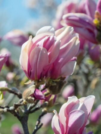 magnolia George Henry Kern