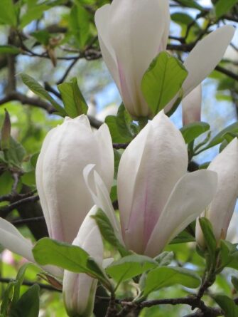 magnolia Alba Superba