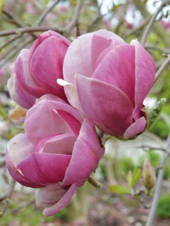 magnolia Rustica Rubra
