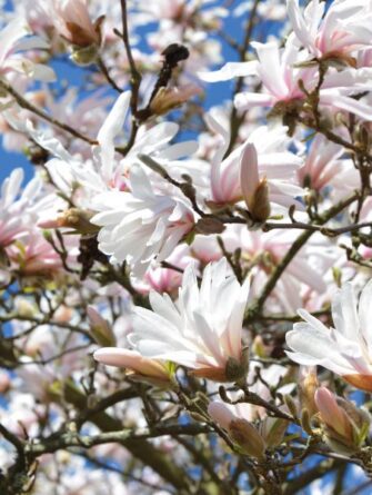 tähtimagnolia Rosea