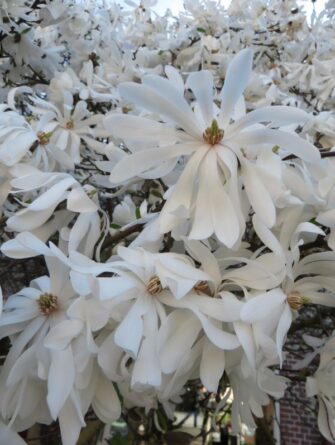 tähtimagnolia Royal Star