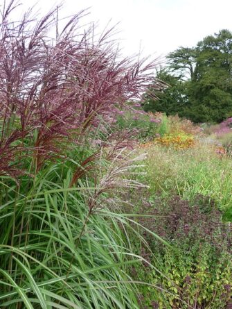 elefanttiheinä ferner osten