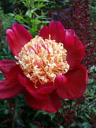 kiinanpioni sword dance