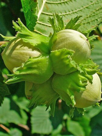 Corylus nottingham frühe