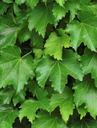 villiviini Diamond mountains