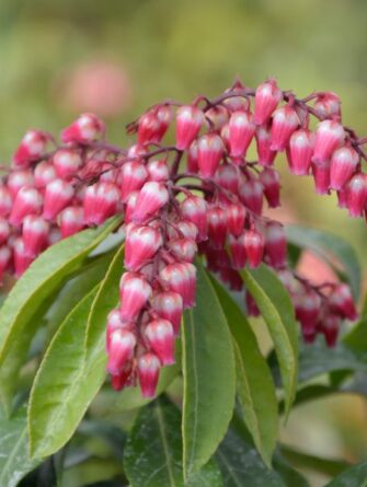 kellovaivero Valley Valentine