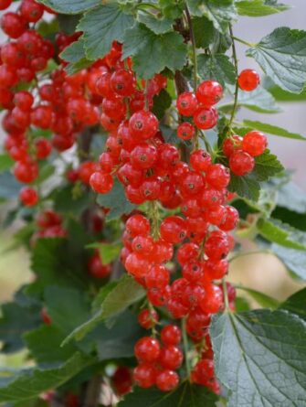 Punahertukka Jonkheer van Tets