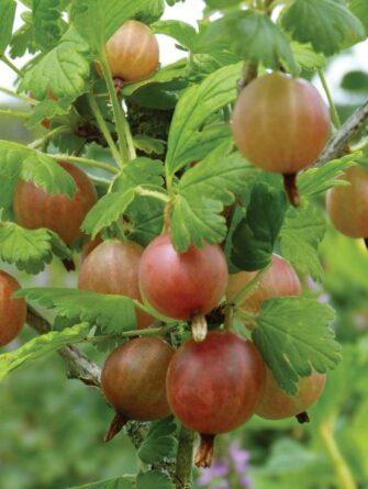 punakarviainen Captivator