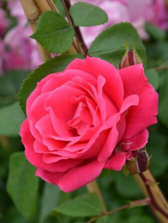 puistoruusu Alexander Mckenzie