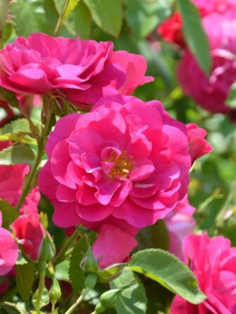 köynnösruusu John Cabot