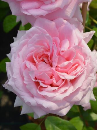 puistoruusu Lambert Closse