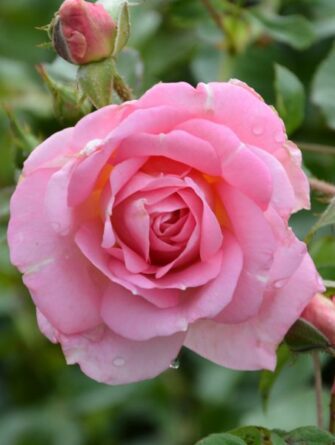 puistoruusu marie victorin