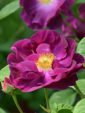 ranskanruusu Merveille