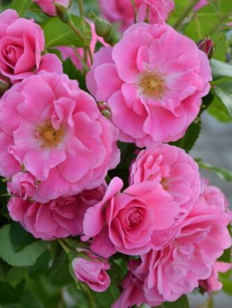 ouistoruusu Morden Belle