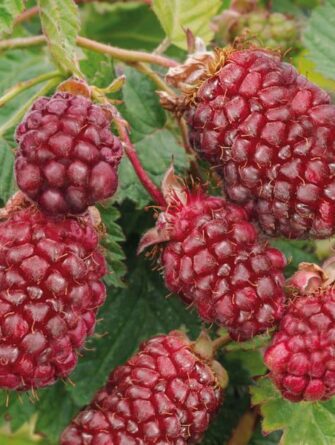 teivademma Buckingham Tayberry