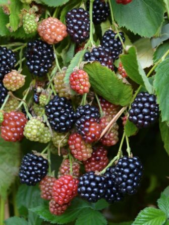 karhunvadelma Navaho