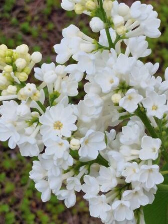 jalosyreeni Rochester