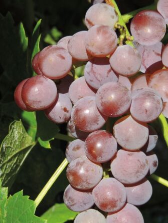 viiniköynnös Einset seedless