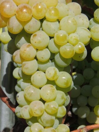 viiniköynnös Lakemont