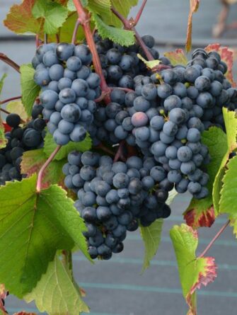 viiniköynnös Rondo