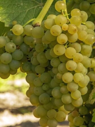 viiniköynnös Solaris