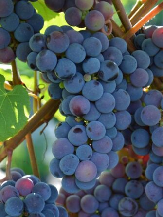 viiniköynnös Zilga