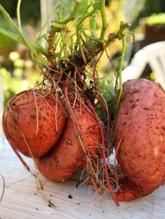 ipomea batatas