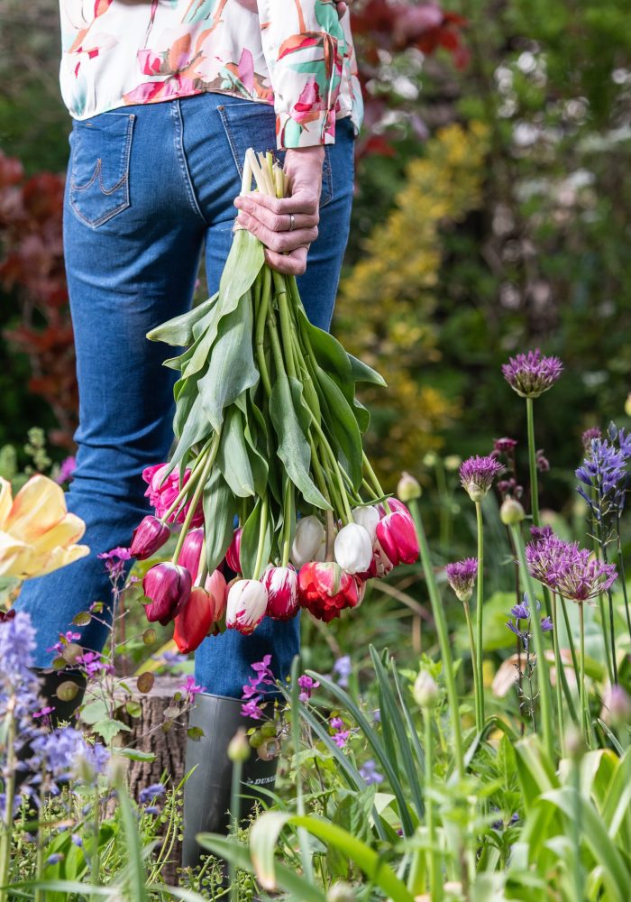 Tulipa