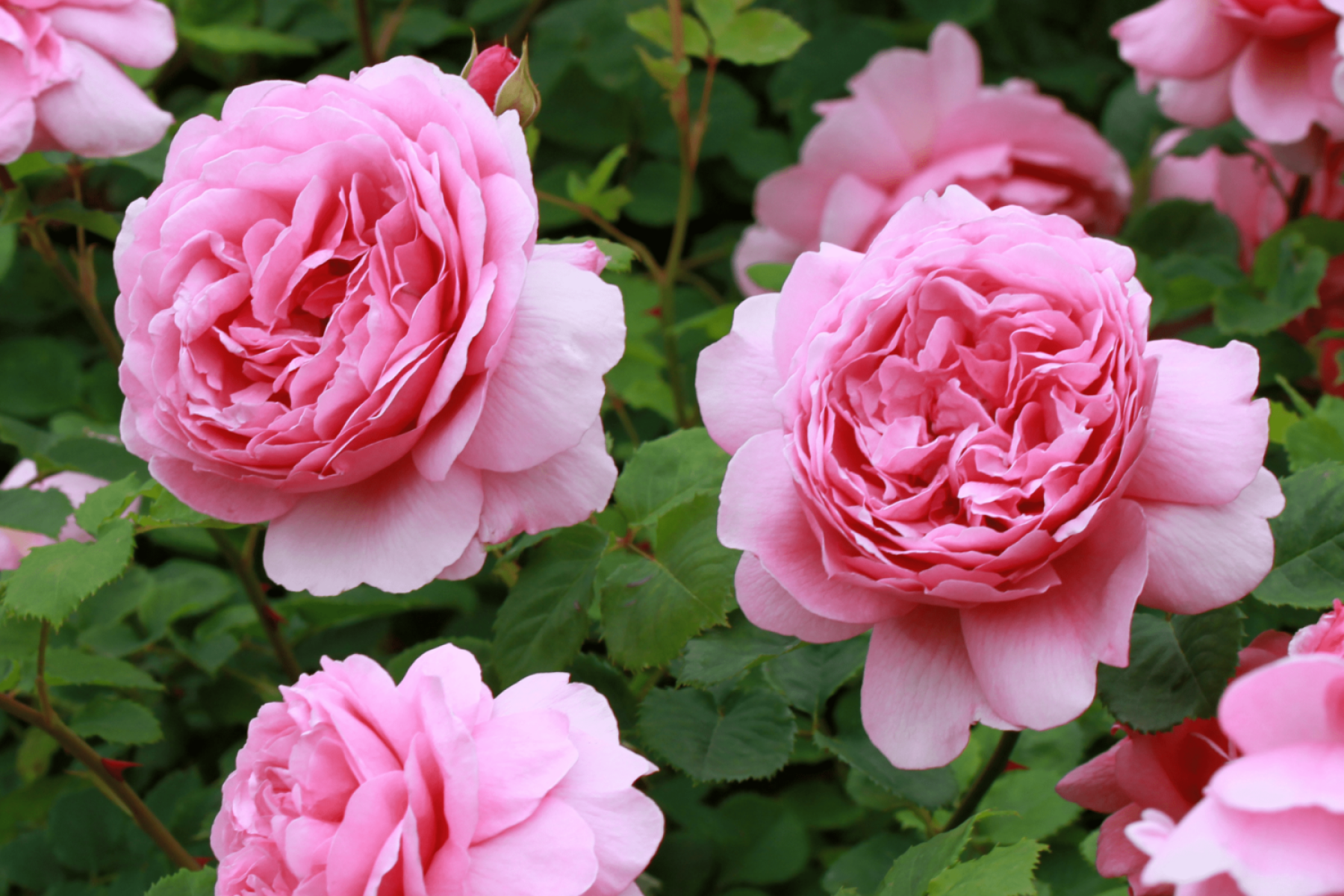 Austin Princess Alexandra of Kent