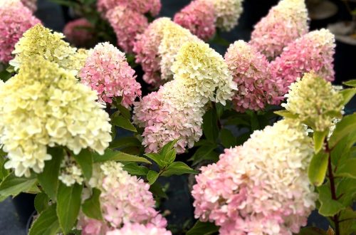 hortensia vaaka hortensia vaaka