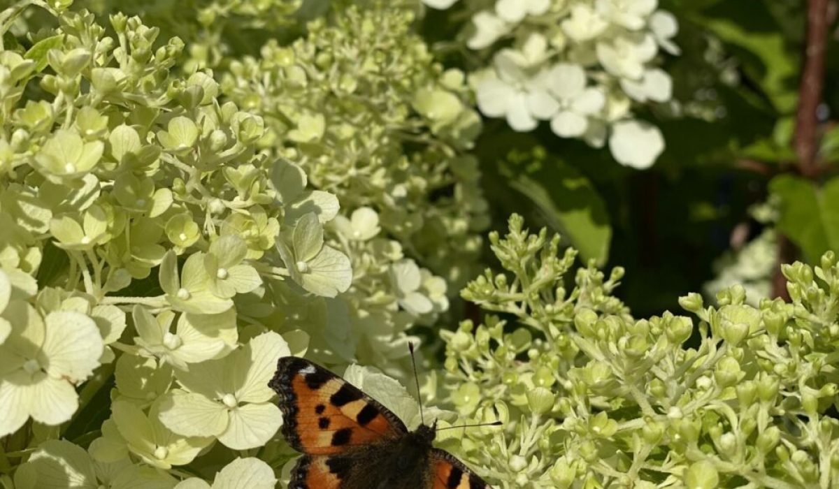 japaninhortensia-polar-bear-scaled-e1627550720492