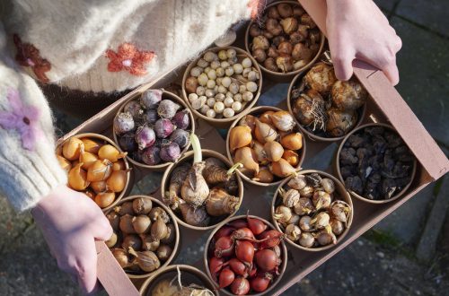 Flower Bulbs Flower Bulbs