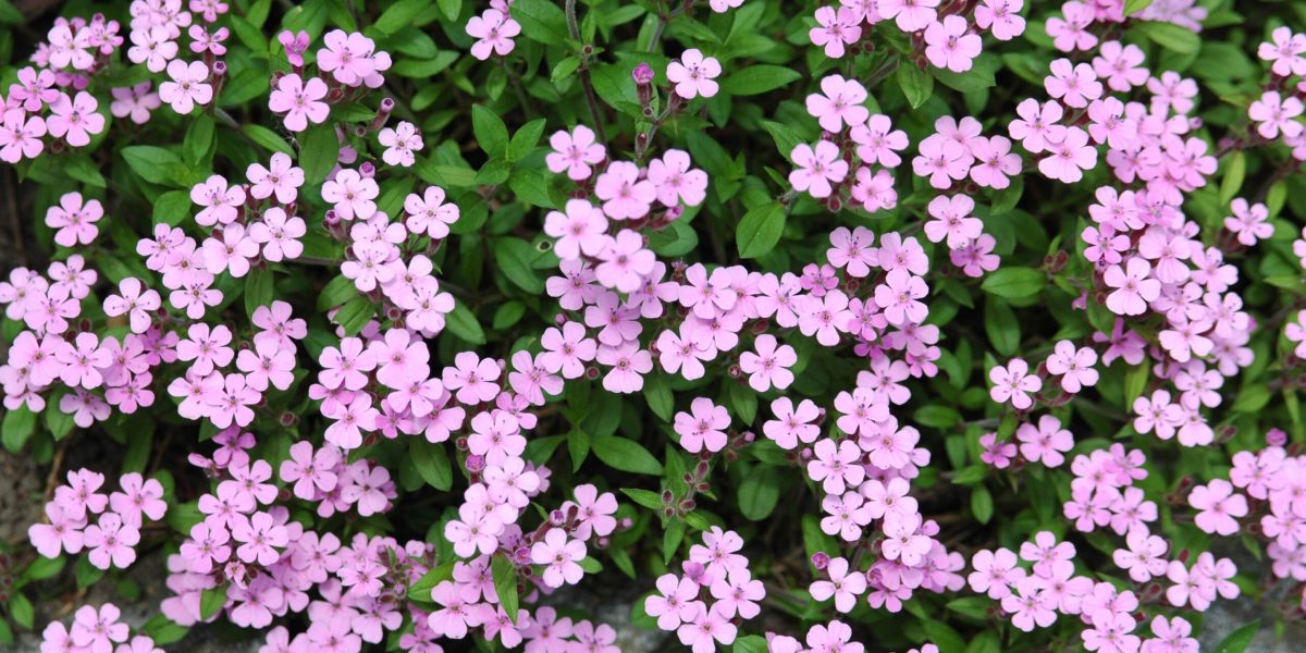 Saponaria ocymoides Saponaria ocymoides