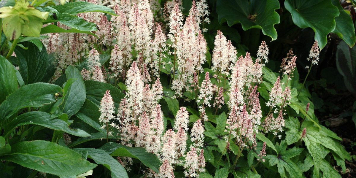 Tiarella_Spring_Symphony_2b Perennoja istutuspenkissä.